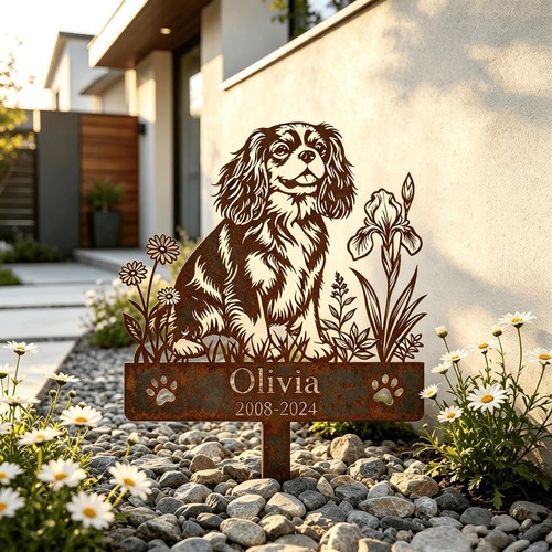 Cavalier king charles - king,