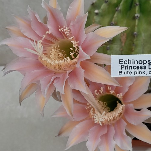Echinopsis hybride princess - echinopsis,