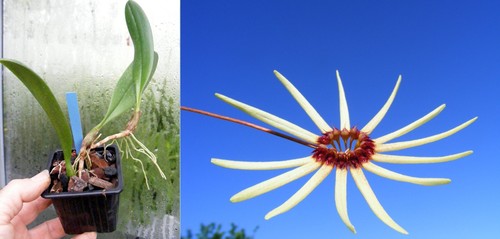 Bulbophyllum makoyanum