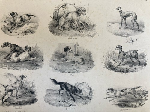 Belle lithographie signée - belle,