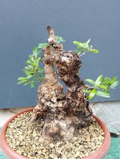 Bonsaï olivier 36 x 22 cm en