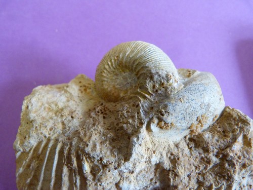 Rare ammonite cadomites - rare,