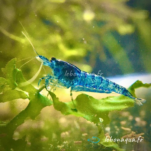 Lot crevettes blue - lot,