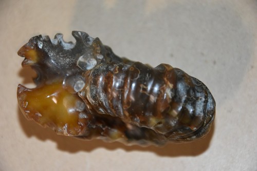 Ammonite douvilleiceras - ammonite,