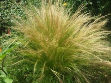 +100 GRAINES de GRAMINÉES