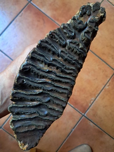 Fossile dent mer - la, nord