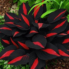 200 Hosta Seeds - Non-GMO Black Red Hostas Plants Seeds for Planting  Perennial