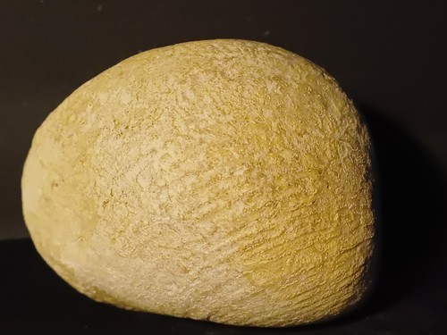 Bivalve fossile pholadomya - bivalve,