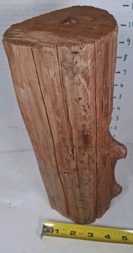Driftwood cedar taxidermy - driftwood,