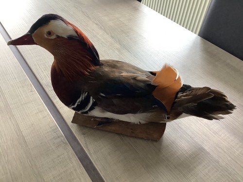 Taxidermie oiseaux canard - taxidermie,