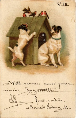 Cpa jack russel - cpa, terrier