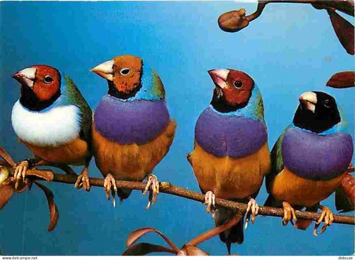 Carte postale animaux - postale,