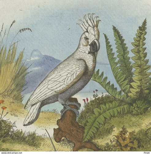 Ornithologie anhimidae kamichi - ornithologie,