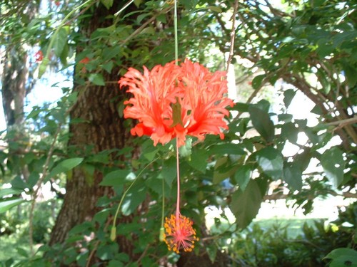 Hibiscus schizopetalus royal - hibiscus,