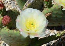 Opuntia X aurea 'White Cloud' - cutting - frost hardy cactus