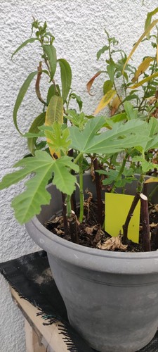 Plant figuier goutte or - goutte, d'or
