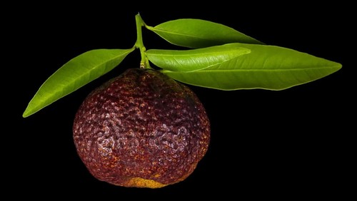Citrus clementina siciliana