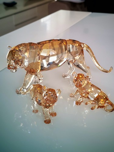 Rare famille tigres - rare,