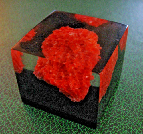 Inclusion corail rouge année - corail,