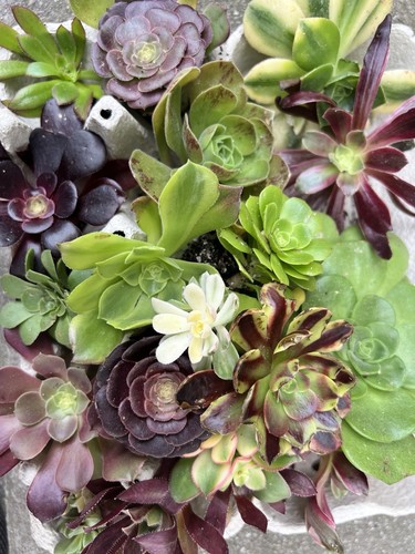 Aeonium collection lot - 🌺aeonium, .
