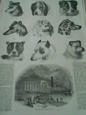 Gravure 1846 - Les Chiens