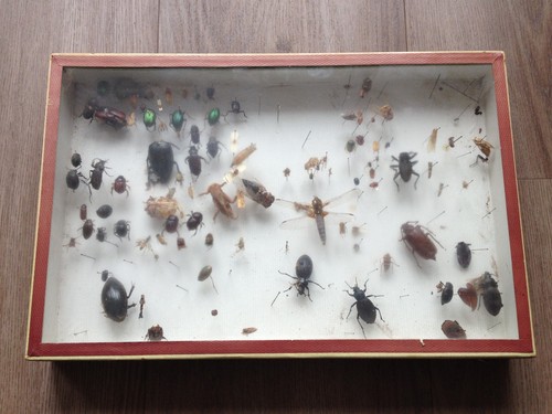 Boîte entomologique ancienne