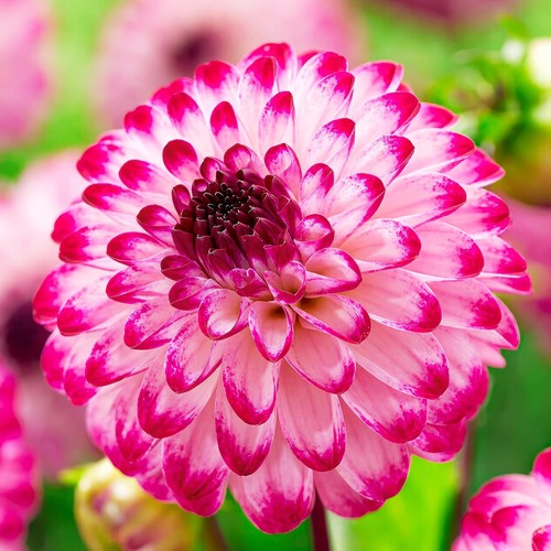 Tubercules dahlias bulbes - tubercules, dahlias,