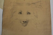 Dessin original Chien Spitz