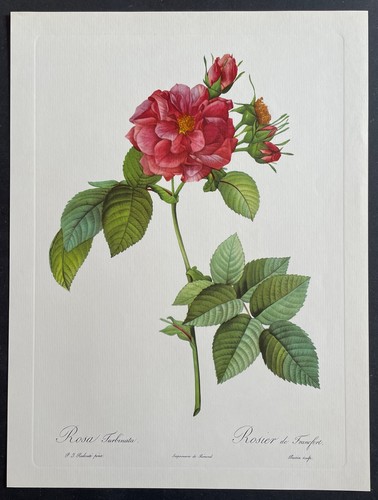 Botanique rosier francfort - de,