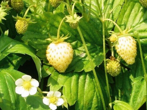 Fraise jaune des bois 50 - des,
