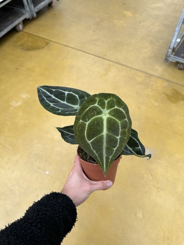 Anthurium forgetii - anthurium, x