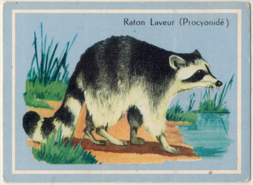 Chrome image the raccoon - chrome, image-the