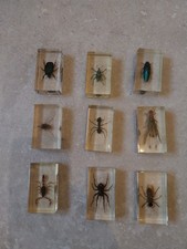 Insectes Résine inclusion