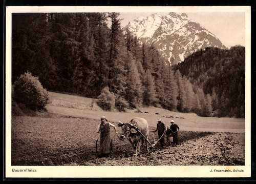Carte postale bovins - postale,
