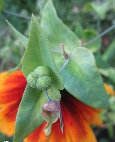 Epurge chasse taupes - epurge, taupes'