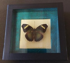 Natural History Entomology Butterfly Frame Euphaedra Xypete
