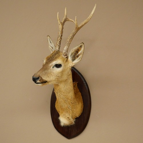 Trophée cerf sibirien - de,