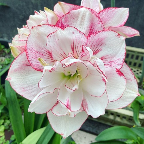 Double white pink - double, shaded