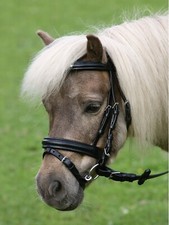 Bride Anglais Pour Poney