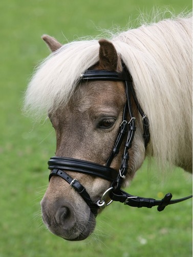 Bride anglais pour poney - bride,