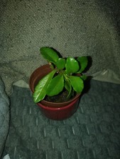 plantes d'intérieur