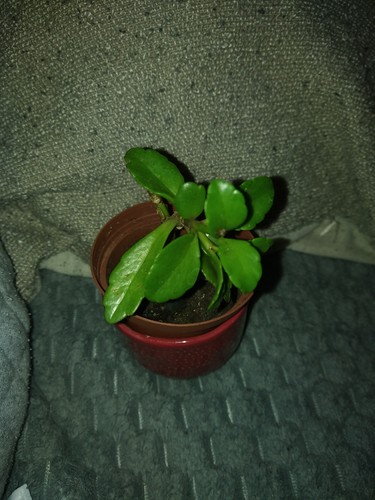 Plantes intérieur - plantes, d'intérieur