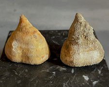 lot 2 coraux fossiles corail