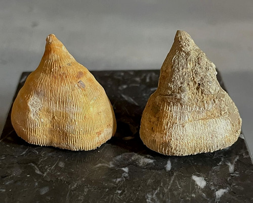 Lot coraux fossiles - 2,
