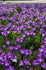 25 Bulbes de crocus  Ruby Giant !!!!!