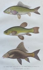 Zoologie Cyprin-carpe