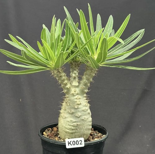 1pcs pachypodium rosulatum - pachypodium,