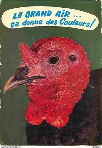 Carte postale animaux - animaux,