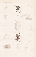 Araignées Mygale Coementaria