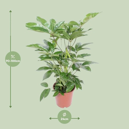 Schefflera actinophylla amate - schefflera,